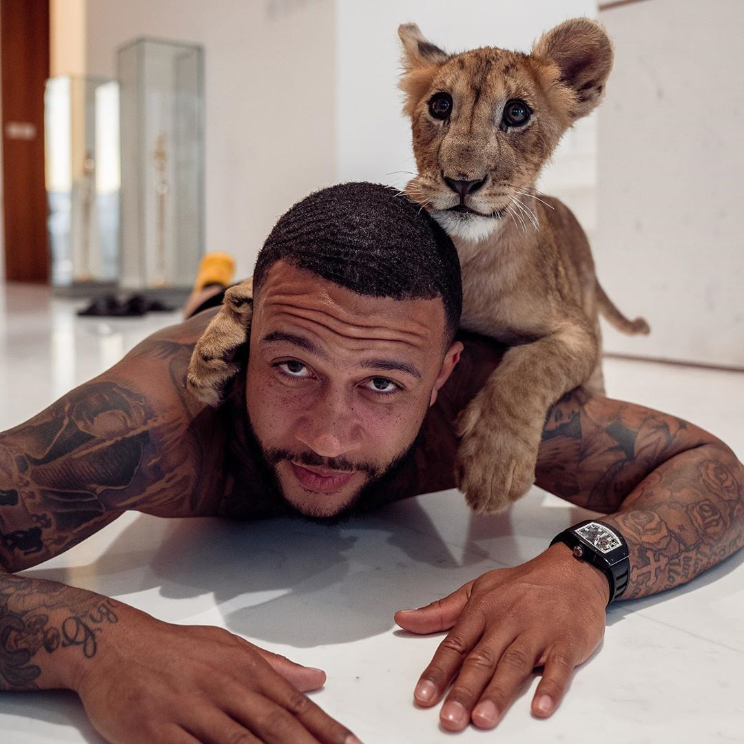 LION KINGDOM: Memphis Depay really distinguished himself when he played and posed with a Liger, despite warnings about the former Man Utd player’s animal – A small creature but with a lineage The family of tigers and lions. 🦁🦁